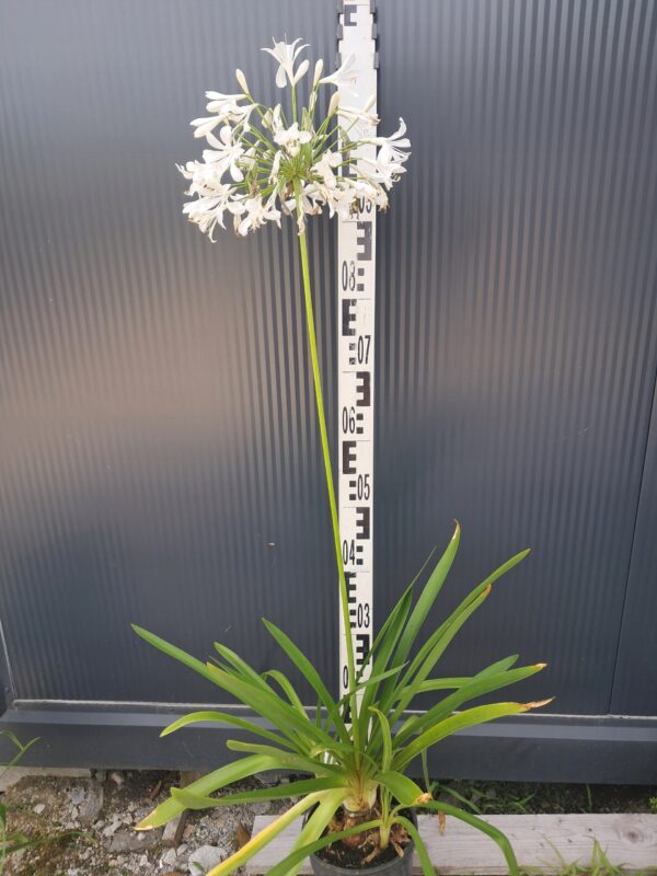 Agapanthus afrykański 'Albus' biały