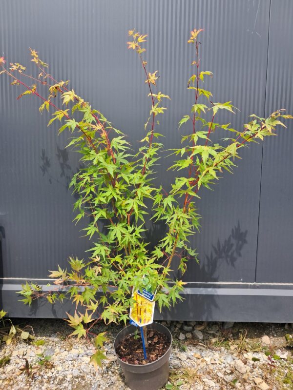 Klon palmowy Sangokaku 70-90