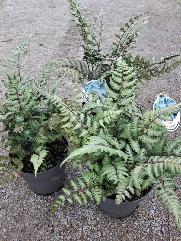 Paproć japońska 'Silver Falls', niska, mrozoodporna