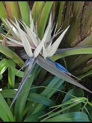 Strelicja Nicolai-biała, ogromny okaz 2-3m, ogród zimowy