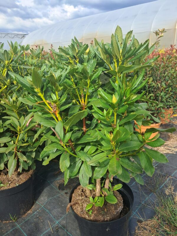 Rododendron/różanecznik 'Cunningham's white hybride' stara odmiana