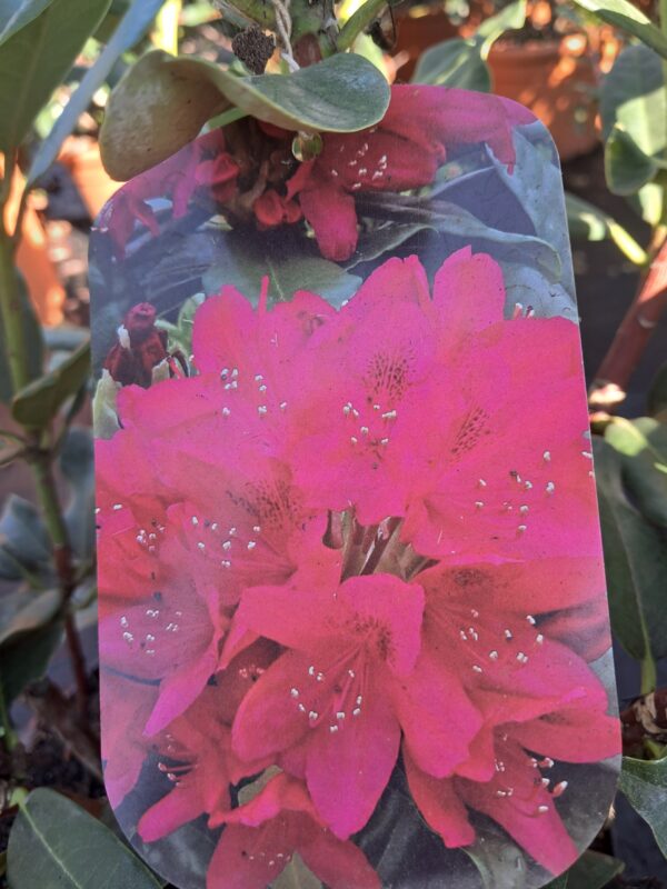 Rododendron/różanecznik 'Nova Zembla' zimozielony, niezawodna odmiana