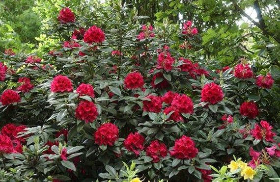 Rododendron/różanecznik 'Lord Roberts' zimozielony, stara odmiana