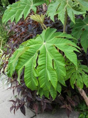 Drzewo papierowe TETRAPANAX, egzotyk, szybkorosnące, duże liście
