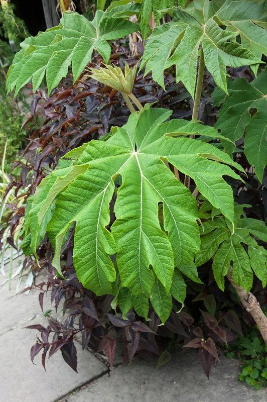 Drzewo papierowe TETRAPANAX, egzotyk, szybkorosnące, duże liście