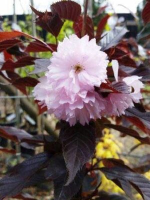 Wiśnia japońska 'Royal Burgundy' pełne różowe kwiaty, ciemne liście