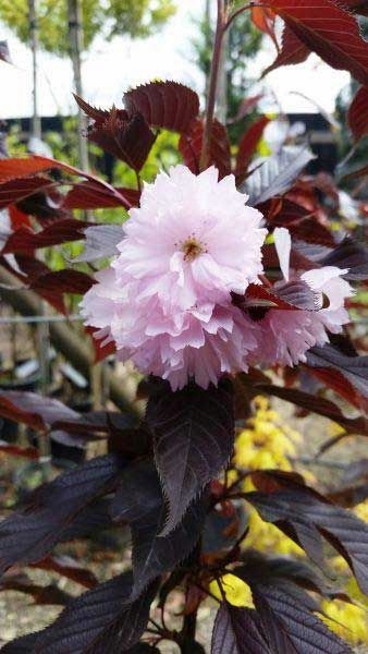Wiśnia japońska 'Royal Burgundy' pełne różowe kwiaty, ciemne liście