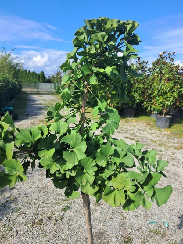 Miłorząb dwuklapowy karłowy 'Mariken' na pniu