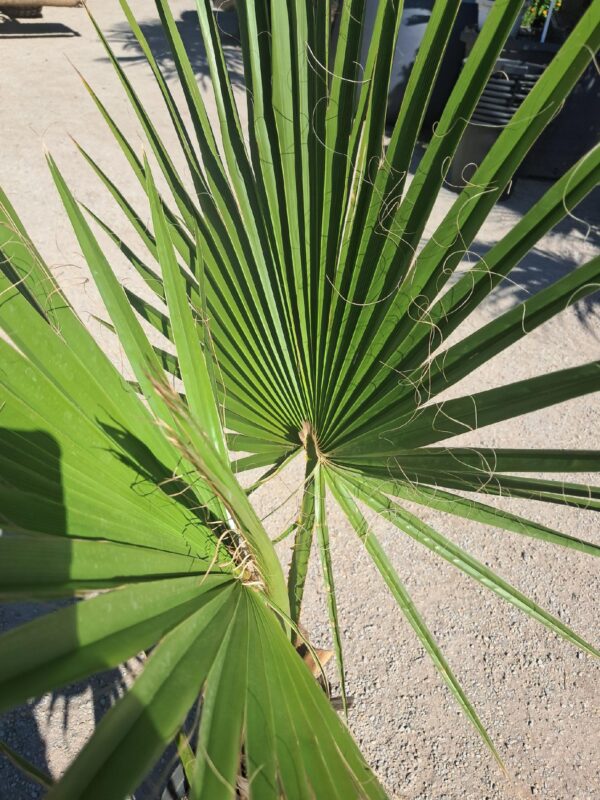 Palma Washingtonia Robusta 120-140cm, egzotyk, donica, ogród