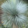 YUCCA ROSTRATA mrozoodporna XXL, zimozielona, słońce, egzotyk, ogród, taras
