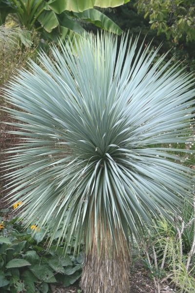 YUCCA ROSTRATA mrozoodporna XXL, zimozielona, słońce, egzotyk, ogród, taras