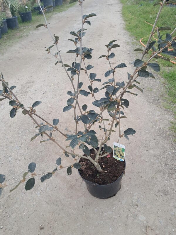 Oczar 'Pallida' kwitnący styczeń-marzec, żółte kwiaty, 120cm