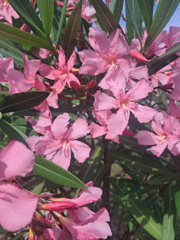 Oleander, duży okaz, kolor  różowy, donica, taras, egzotyk