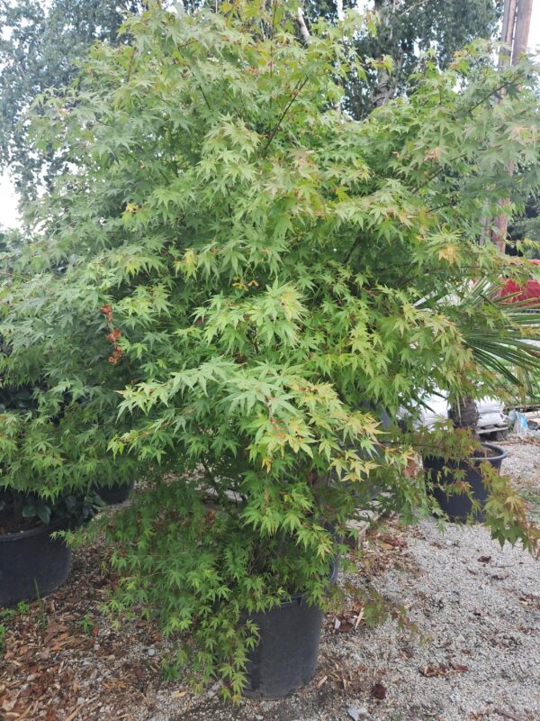 Klon palmowy Katsura, soliter, ogród japoński WIELKI OKAZ 160-200cm