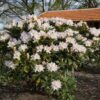 Rododendron/różanecznik 'Cunningham's white hybride' stara odmiana