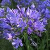 Agapanthus Timaru kompaktowa odmiana niebieski kwiat
