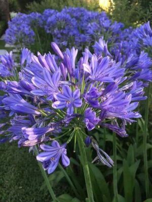 Agapanthus Timaru kompaktowa odmiana niebieski kwiat