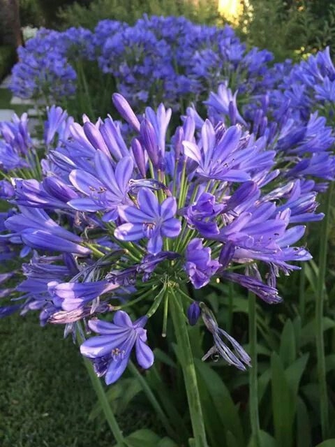 Agapanthus Timaru kompaktowa odmiana niebieski kwiat