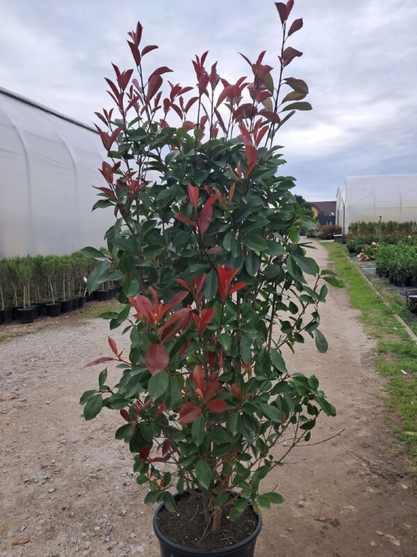 Głogownik 'Red Robin' krzew zimozielony, 150cm