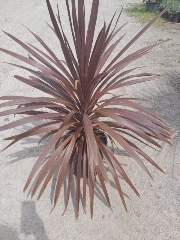 Kordylina Red Star, taras, ogród, roślina doniczkowa