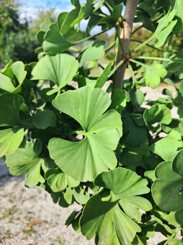 Miłorząb dwuklapowy karłowy 'Mariken' na pniu