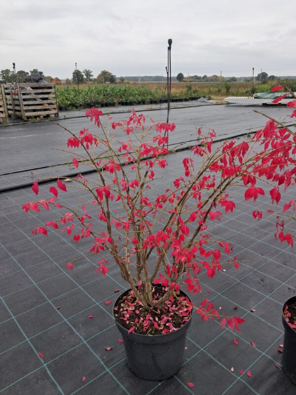 Trzmielina oskrzydlona, 70-80cm, płonący krzew