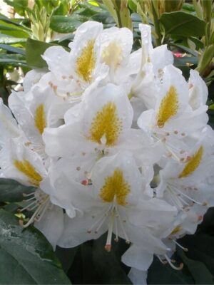 Rododendron/różanecznik 'Madame Masson' zimozielony, stara odmiana