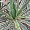 Yucca Gloriosa Variegata MROZOODPORNA, zimozielona, słońce, ogród, taras