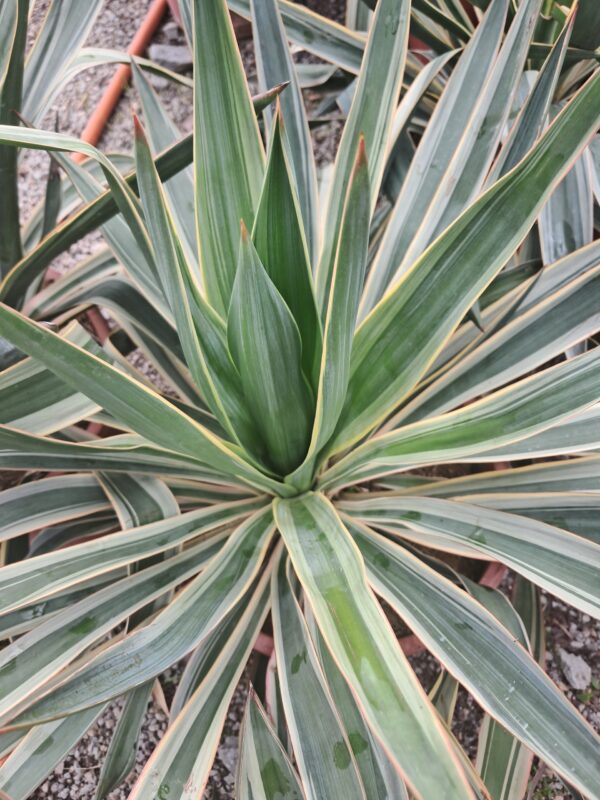Yucca Gloriosa Variegata MROZOODPORNA, zimozielona, słońce, ogród, taras
