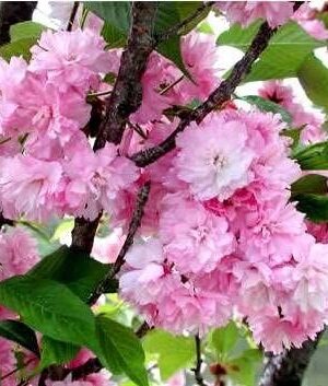 Wiśnia japońska 'KANZAN' pełny kwiat, kwitnące drzewo