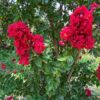Lagerstroemia indyjska czerwona duży krzak, 'Bez Południa'