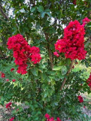 Lagerstroemia indyjska czerwona duży krzak, 'Bez Południa'