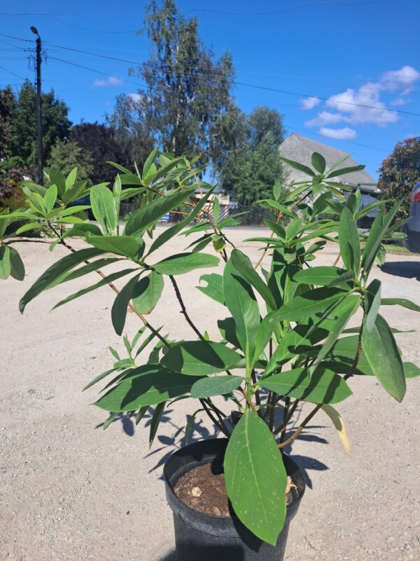 Edgeworthia chrysantha Red Dragon PAPIERODAJNA, ROSLINA KOLEKCJONERSKA
