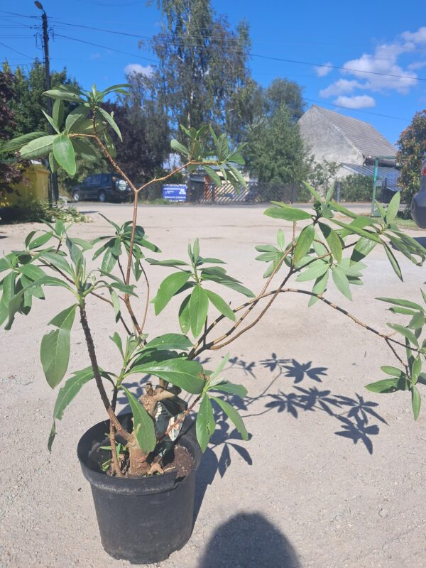 Edgeworthia chrysantha Red Dragon PAPIERODAJNA, ROSLINA KOLEKCJONERSKA