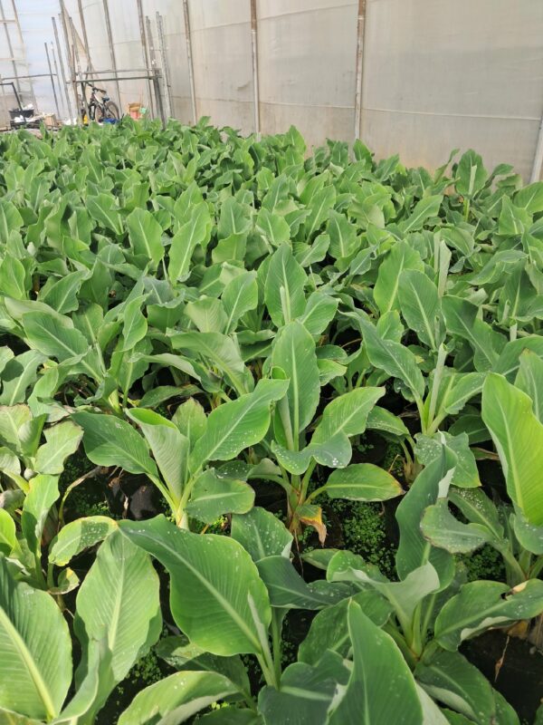 Bananowiec Lasiocarpa, karłowy, kwitnący, ogród, donica