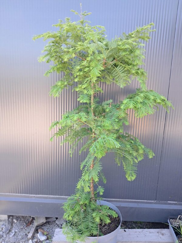 Metasekwoja-karłowa Chubby 100cm,szybkorosnące, mrozoodporne, iglaste