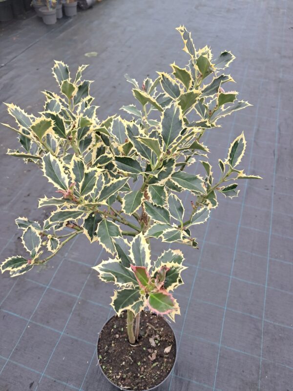 Ostrokrzew żółto-zielony, zimozielony, prowadzony na pniu