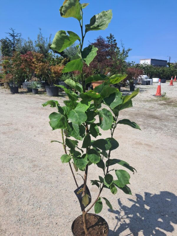 Magnolia Yellow River kremowo-żółte kwiaty, mrozoodporna, duża sadzonka