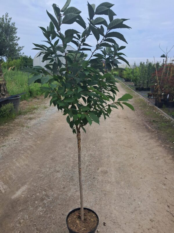 Wiśnia japońska 'Ruby' kwitnące drzewko