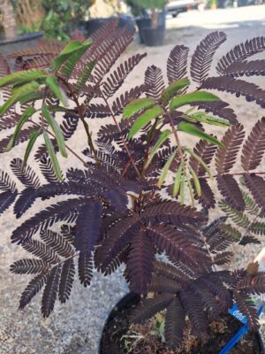 Albicja czekoladowa 'Summer chocolate'