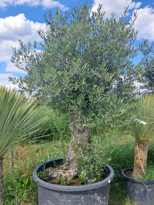 Oliwka europejska, stare drzewo, duży okaz, wysokość rośliny 1.8-2m