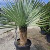 YUCCA ROSTRATA mrozoodporna XXL, zimozielona, słońce, egzotyk, ogród, taras