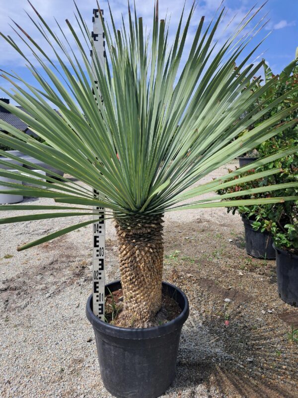 YUCCA ROSTRATA mrozoodporna XXL, zimozielona, słońce, egzotyk, ogród, taras