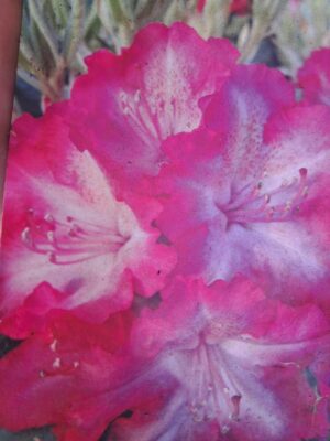 Rododendron/różanecznik 'Hybrid Sternzauber' zimozielony