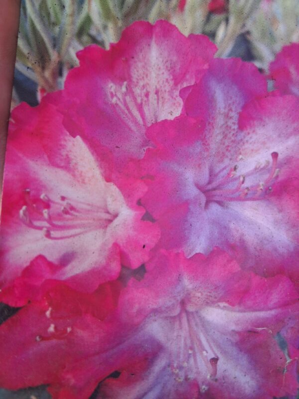 Rododendron/różanecznik 'Hybrid Sternzauber' zimozielony