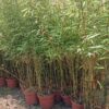 Bambus Fargesia Rufa, zimozielony, nieinwazyjny, egzotyk, mrozoodporny