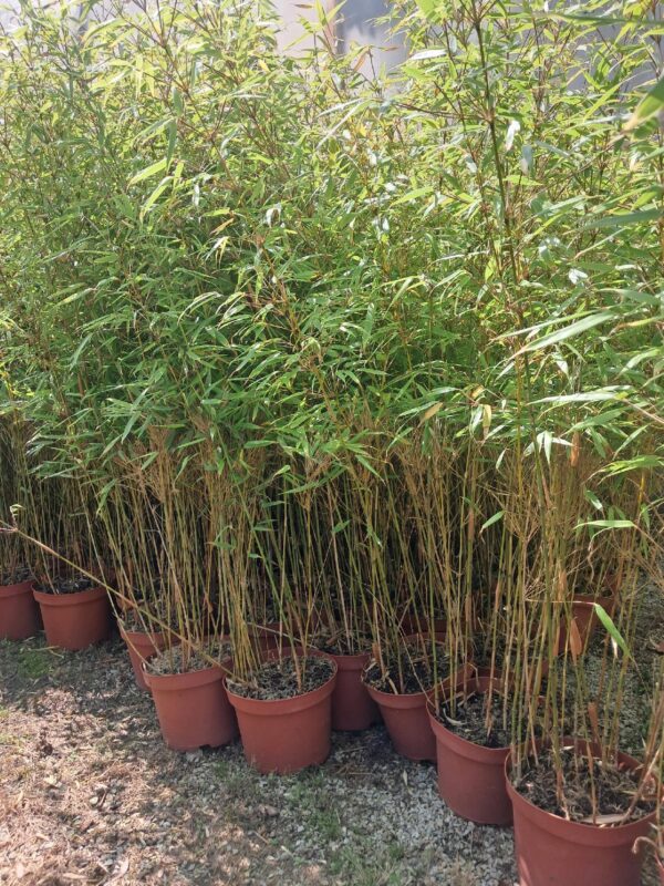 Bambus Fargesia Rufa, zimozielony, nieinwazyjny, egzotyk, mrozoodporny