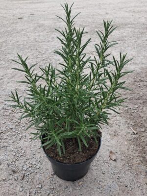 Rozmaryn doniczka/ duża sadzonka 40cm PAKIET 3 SZTUK zioła