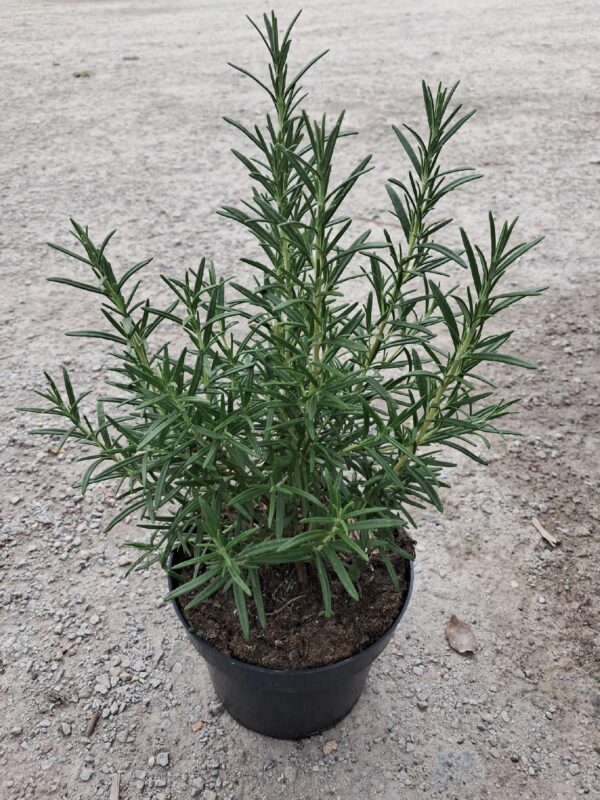 Rozmaryn doniczka/ duża sadzonka 40cm PAKIET 3 SZTUK zioła