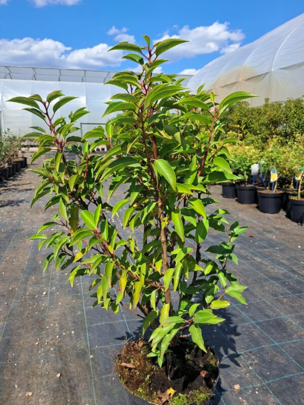 Laurowiśnia iberyjska-portugalska, żywopłot, donica-ogród